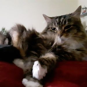 Meet your Posher, Leonard